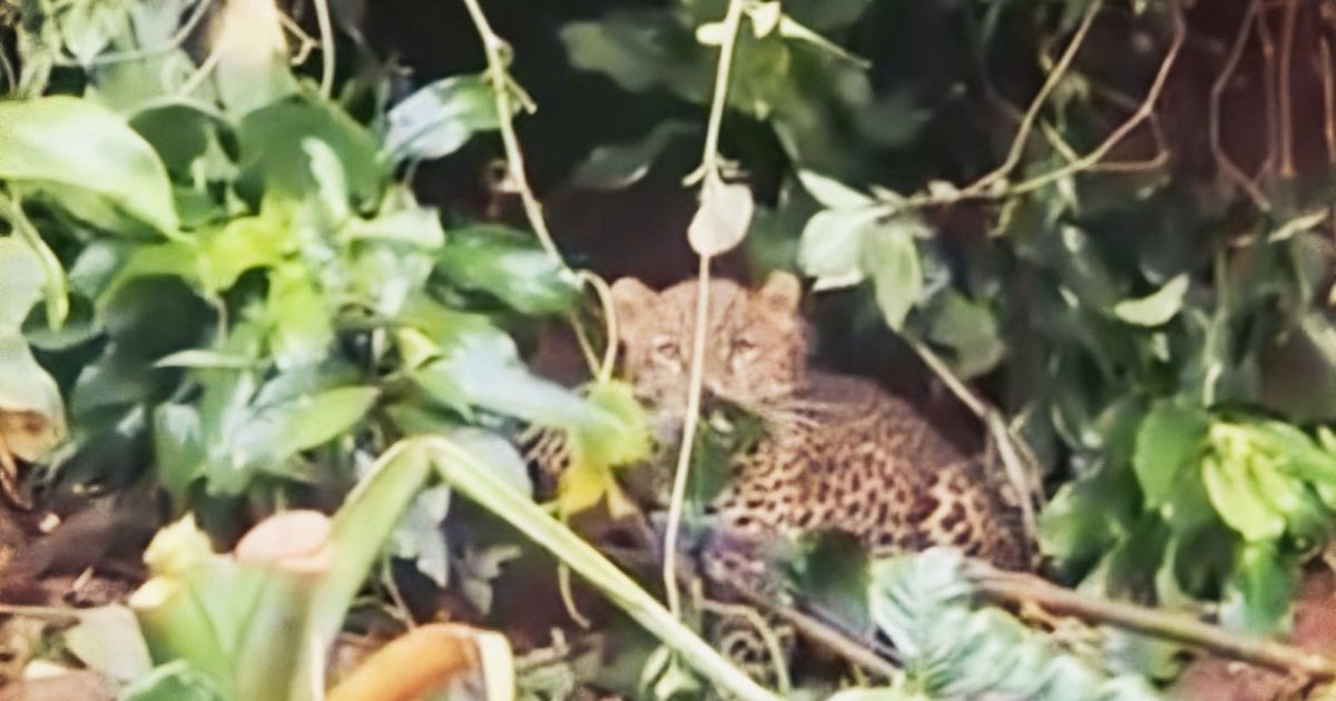 Macan Tutul Terjerat di Gunung Mas Bogor, Warga dan Petugas Lakukan Evakuasi Dramatis