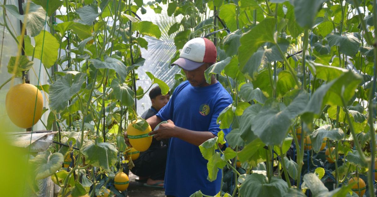 Panen Perdana 2026, Lapas Terbuka Kelas IIB Kendal Sukses Produksi Melon Golden Lavender Berkualitas Premium