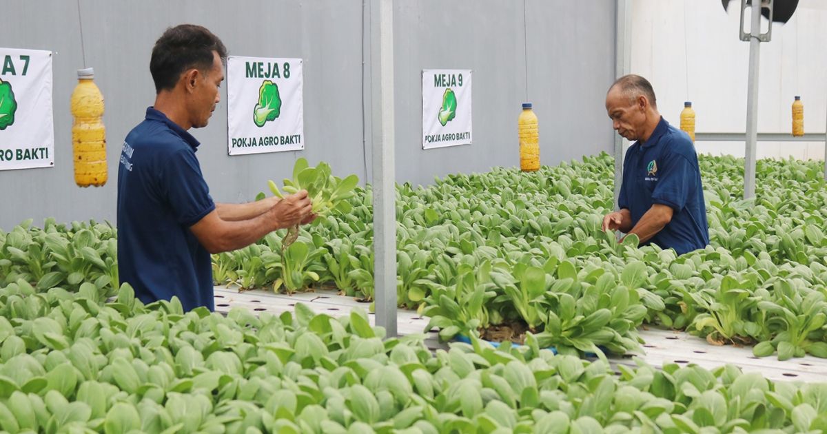 Lapas Cibinong Perkuat Pembinaan Kemandirian Melalui Pertanian Produktif