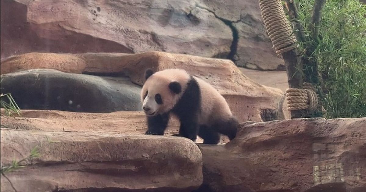 Rio, Anak Giant Panda Pertama Lahir di Indonesia, Resmi Diperkenalkan ke Publik di Taman Safari Bogor