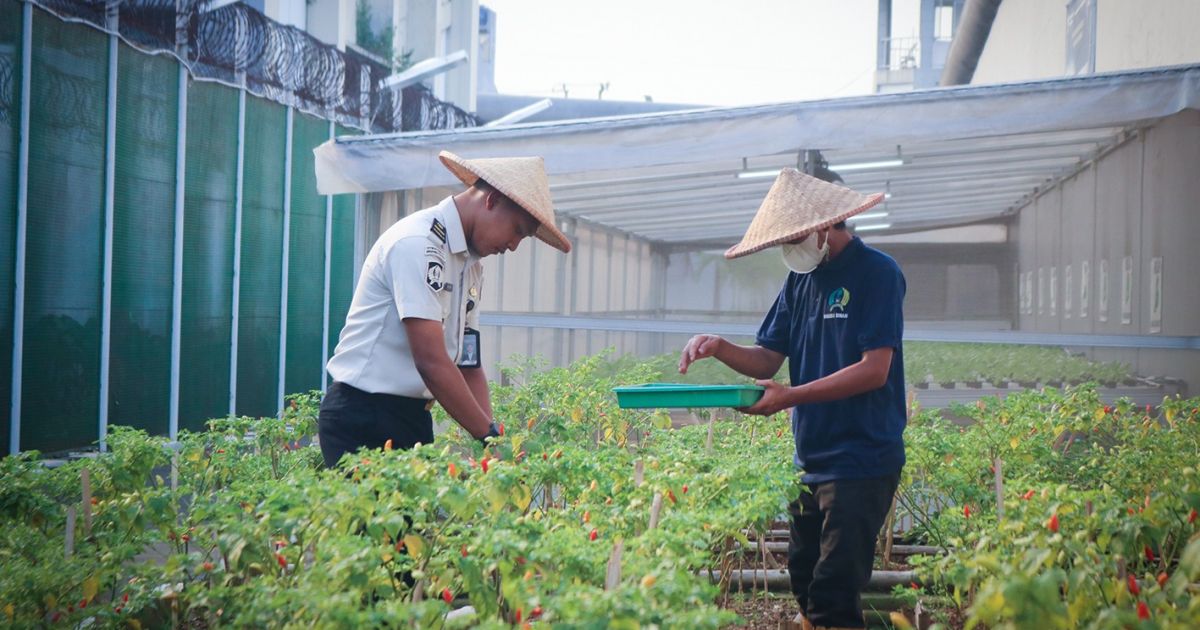 Lapas Kelas IIA Cibinong Panen Cabai, Perkuat Pembinaan Kemandirian dan Dukung Ketahanan Pangan