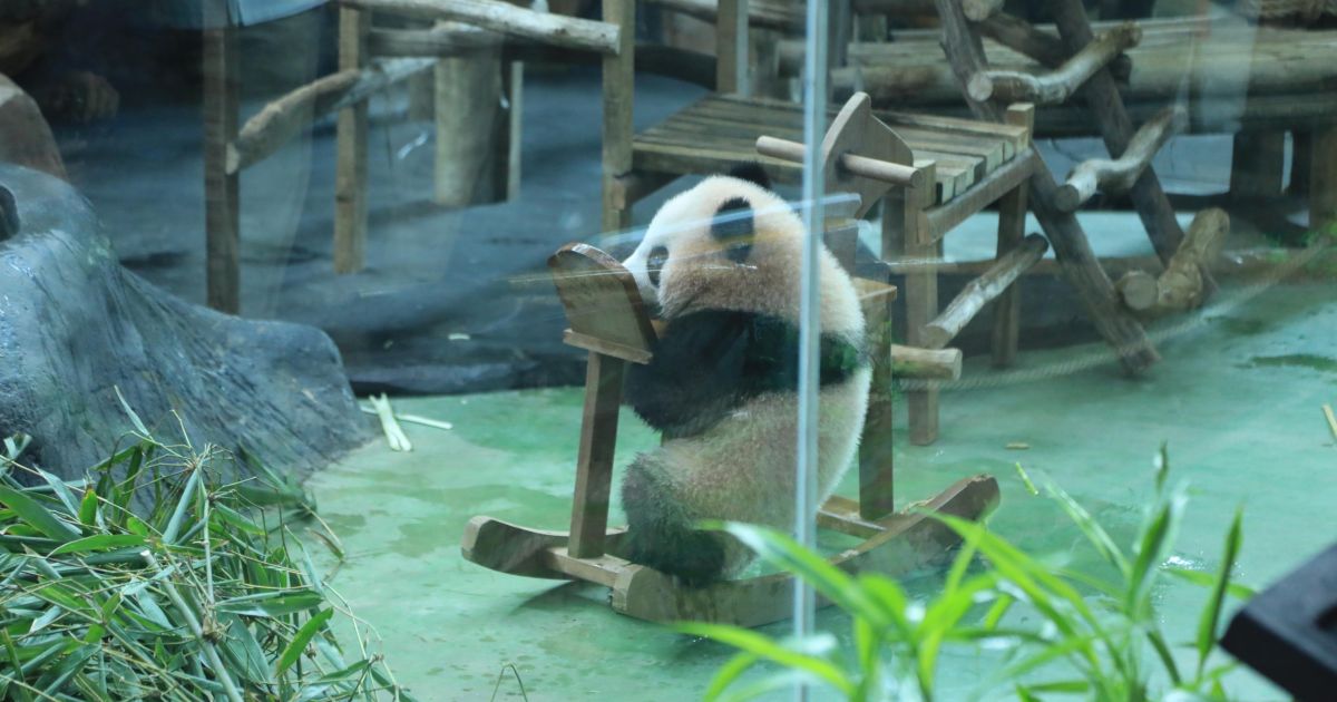 Panda Pertama Lahir di Indonesia, Baby Rio Jadi Tonggak Sejarah Konservasi Internasional di Bogor