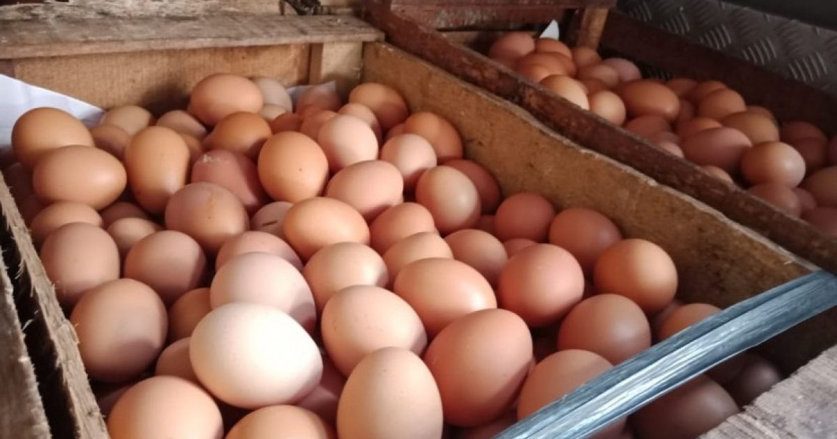 Kementan Tetapkan Harga Ayam Hidup Rp19.500 Kg dan Telur Rp24.000 Kg Mulai 15 Juli 2026