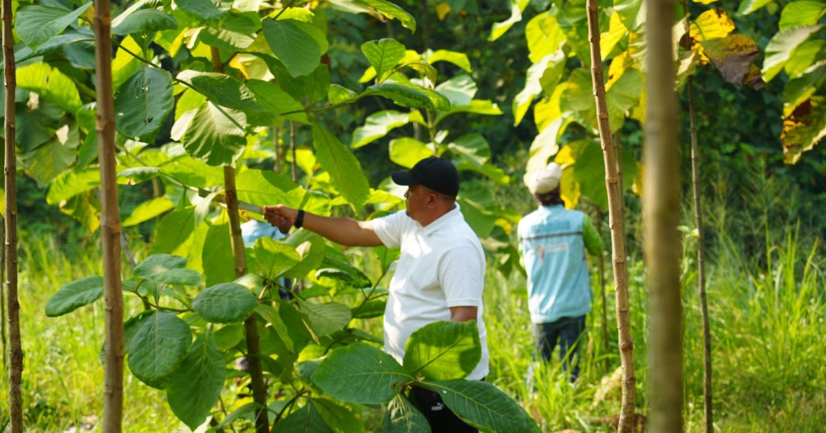 Hutan Kota Pakansari Mulai Hijau, Rudy Susmanto Ajak Warga Jaga Lingkungan