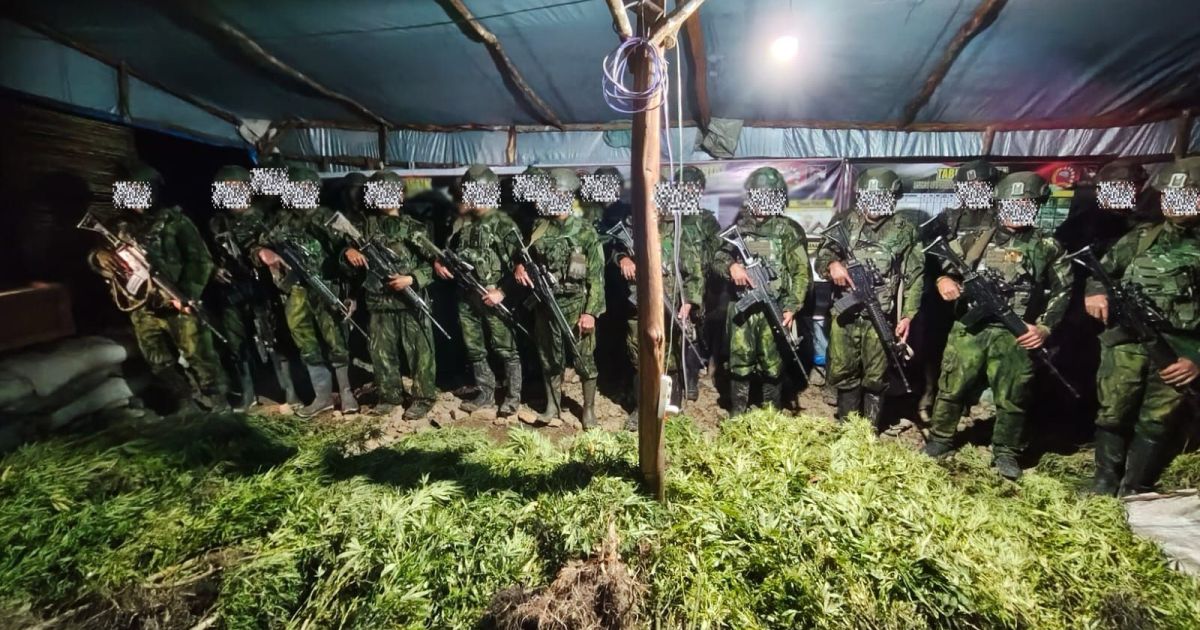 Koops TNI Habema Perkuat Pemberantasan Narkotika, Ungkap Ladang Ganja di Papua