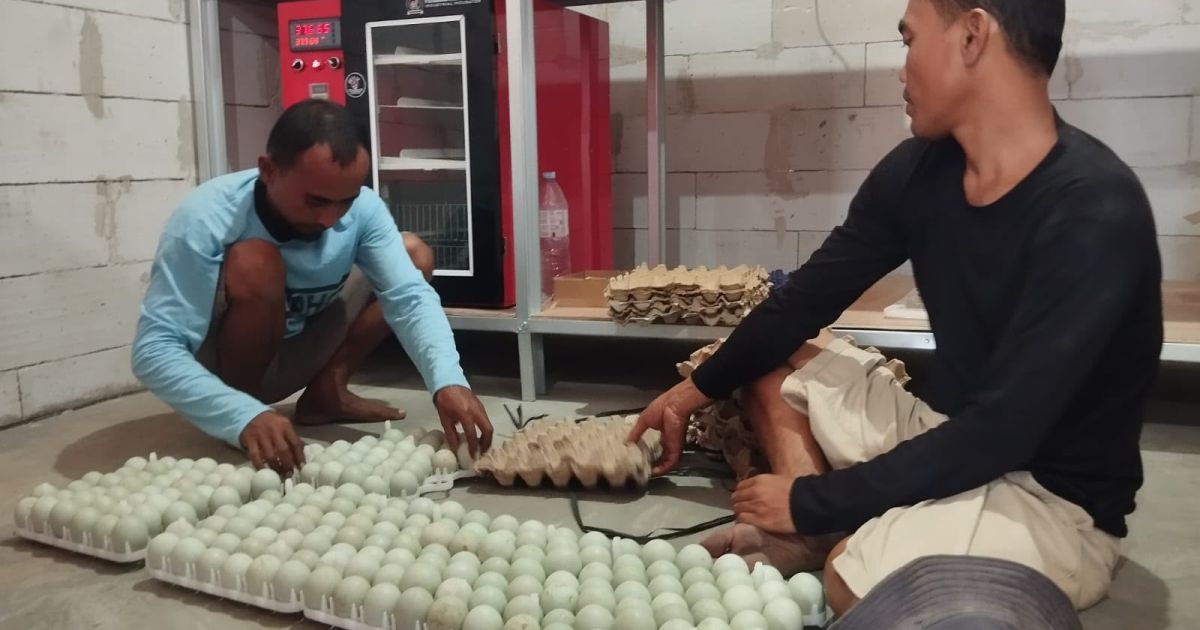 Ketahanan Pangan Berbasis Teknologi, Lapas Terbuka Kendal Kembangkan Mesin Penetas Telur Bebek